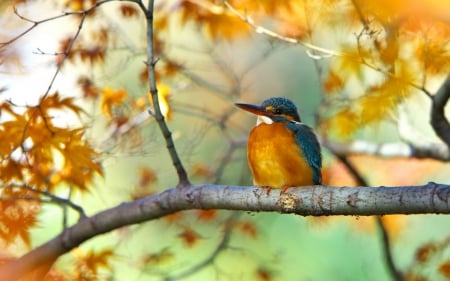 Kingfisher - kingfisher, autumn, branch, blue, feather, orange, leaf, tree