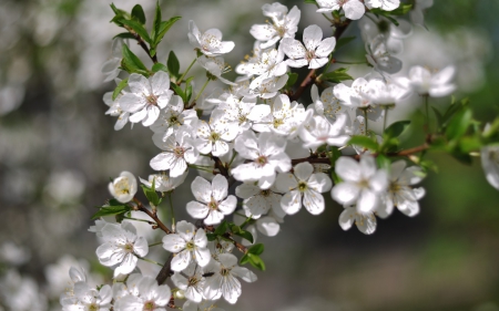 Spring - apple blossom, white, branch, green, spring, flower