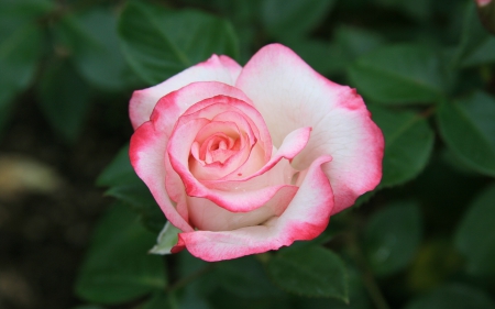 Rose - white, rose, pink, gorgeous, lovely