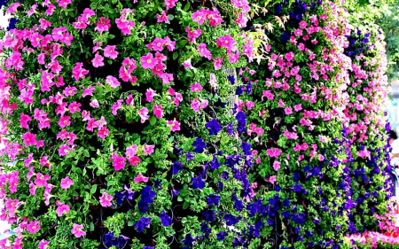 A wall of flowers - small, flowers, petals, garden