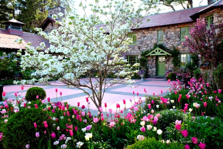 Backyard in Spring - blossoms, springtime, tulips, tree, flowers, colors