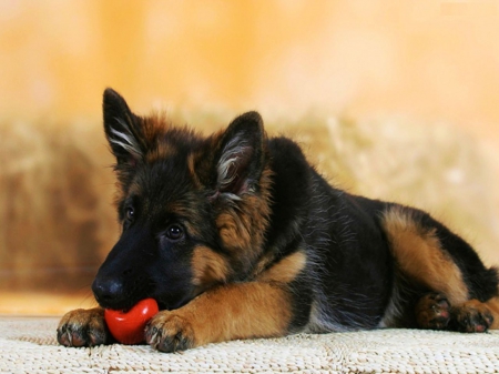 Shepherd Playing - ball, german, resting, watchdog