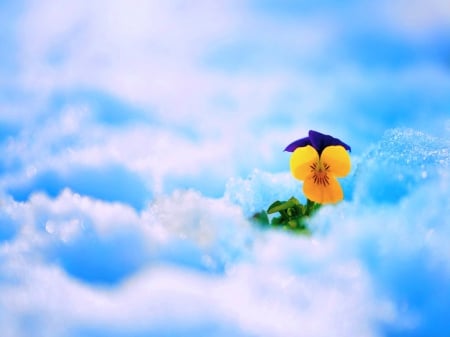 Heavenly spring - pansy, clouds, flower, yellow