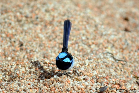 Blue Wren - Wren, Bird, Nature, Blue