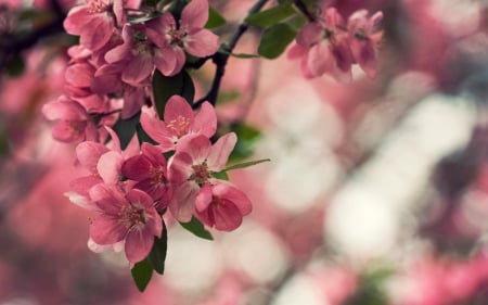 Spring - pink, branch, blossom, spring, flower