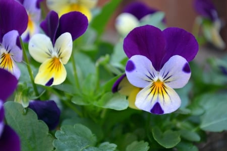 Pansy Flowers - Pretty, Pansy, Nature, Flowers