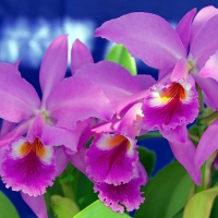 Purple Orchids