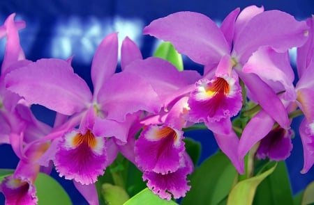 Purple Orchids - flowers, orchids, nature, purple