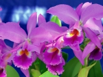 Purple Orchids