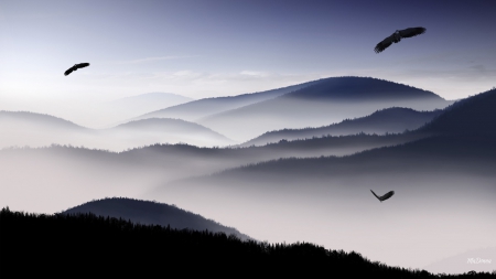 Foggy Morning Flight - sky, fog, s eagales, mountains, foggy, misty, mist, birds