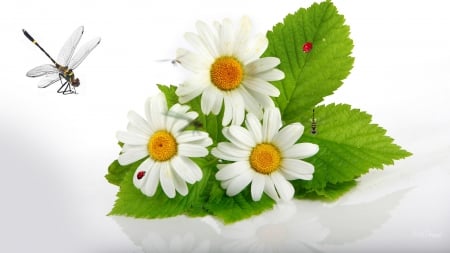 Chamomile - summer, daisy, spring, ladybugs, leaves, flowers, fresh, dragonflies, chamomile, lady bug