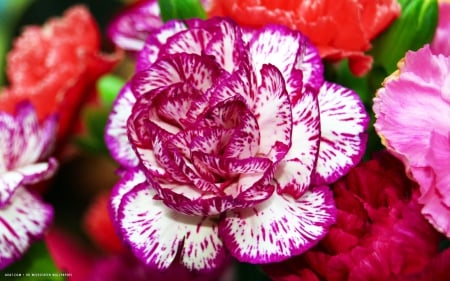 Carnation - nature, carnation, flowers, carnations, flower