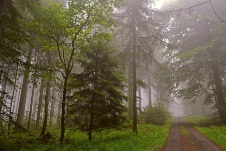 Foggy morning - morning, forest, trees, fogg