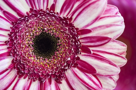 Gerbera - white, gerbera, pink, pink and white, flowers, flower