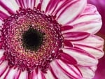 Gerbera