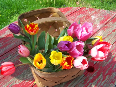 Tulips basket - pretty, beautiful, grass, freshness, flower, basket, colorful, tulips, nature, garden