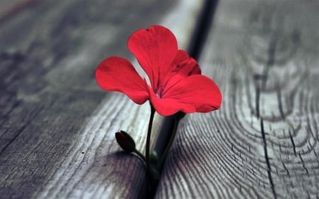 ∼ ✿ ∼ - flowers, beautiful, red and black, simplicity, spontaneity, two colors