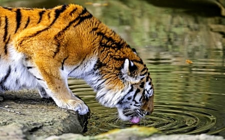 WATERING PREDATOR - wild cat, tiger, predator, watering