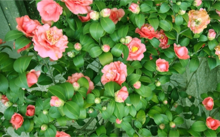 Camellia - nature, camellia, green, flowers, flower