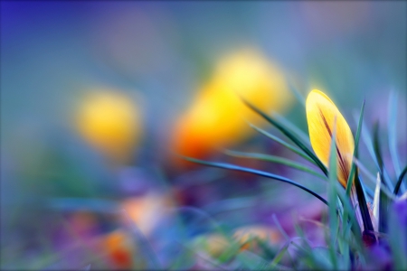 Crocus - nature, yellow crocus, crocus, yellow, flowers, flower