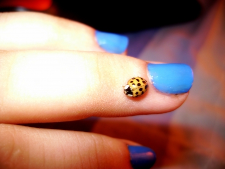 A sweet ladybug