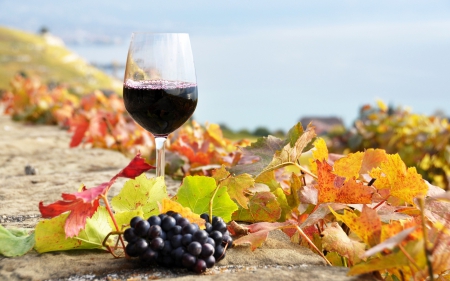 Wine - drink, grapes, drinks, Wine, leaves