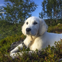 A Puppy In The Great Outdoors