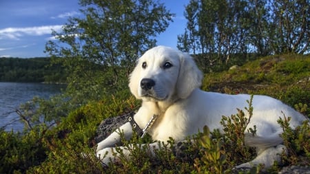 A Puppy In The Great Outdoors - Puppy, Dog, Nature, Outdoors