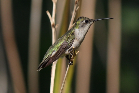 Pretty Little Fellow - Pretty, Humminbird, Bird, Nature