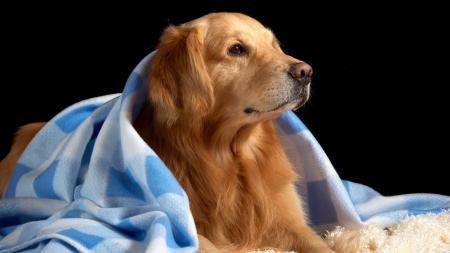 Comfy Blanket - Dog, Blanket, White, Blue