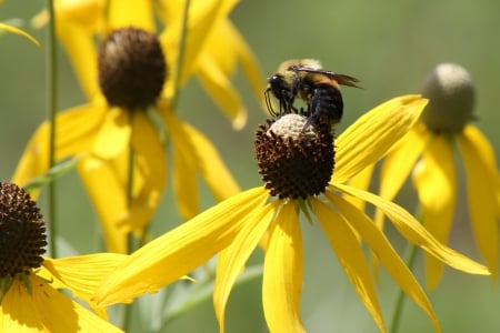 Bee And Flowers - nature, bee, flowers, yellow