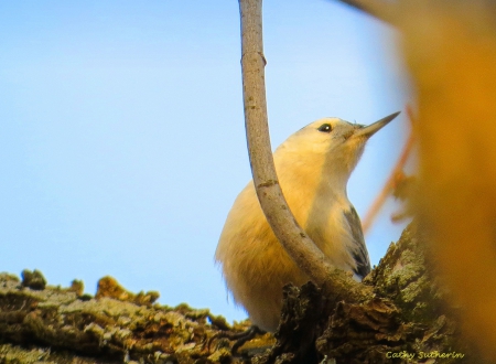 Perched and Yellow - nature, bark, yellow, animal, tree, limb, bird