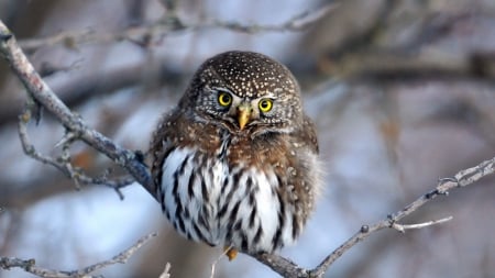 Little Owl - nature, tree, owl, bird