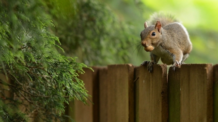 On The Fence - Trees, Fence, Nature, Nut, Squirrel