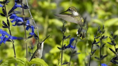 Hummingbirds - Humminbirds, Nature, Flowers, Birds