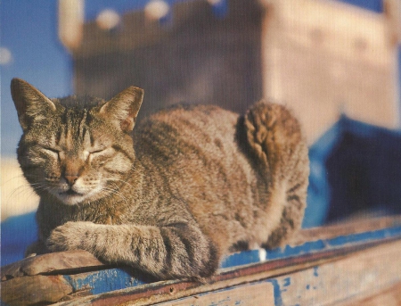 Cat - paws, roof, cute, cat