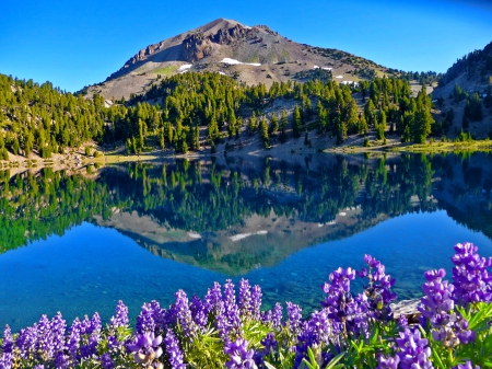 Lake flowers - trees, beautiful, landscape, reflection, mountain, flowers, shore, nature, lake, sky, rocks