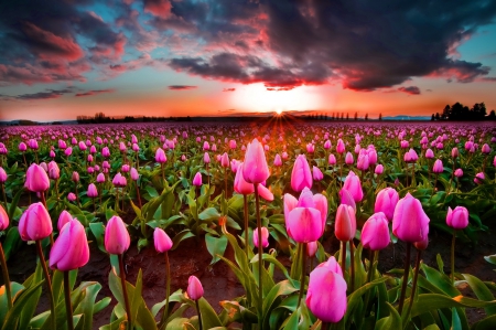 Tulips field at sunset - pretty, sundown, amazing, beautiful, lovely, pink, flowers, glow, tulips, sunset, nature, field, fiery, nice, sky