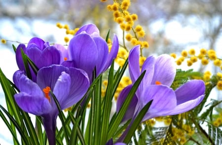 Spring flowers