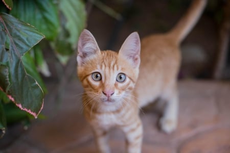 Cat - paws, face, pretty, cute, animals, beautiful, cat, sleeping, kitty, cats, kitten, hat, lovely, cat face