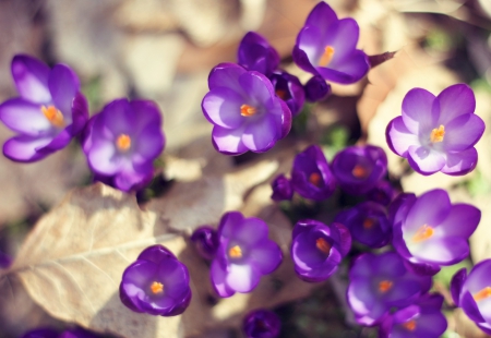 Crocus - nature, crocus, purple, brown, flowers, flower