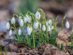 Snowdrops