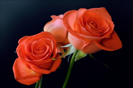 Roses - orange, flowers, two, roses