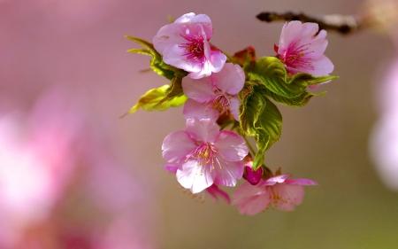 Sakura - flowers, nature, sakura, spring, flower, pink