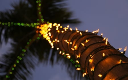 Palm Tree - sky, palm trees, holidays, palm tree, light, holiday, palm, lights