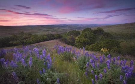 Purple world - sky, landscape, hills, field, mountains, wallpaper, sunset, hd, nature, purple, forest, clouds, dawn, sunrise, scene, lavender