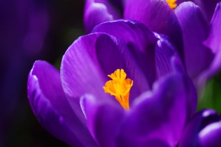 Crocus - crocus, wallpaper, violet, nature, purple, crocoses, flowers, new, flower