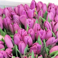 Light Purple Tulips