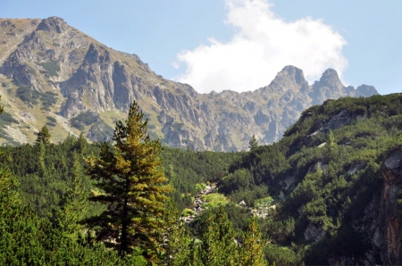 Mountain - trees, nature, green, photography, photo, Bulgaria, mountain