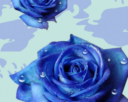 Blue rose